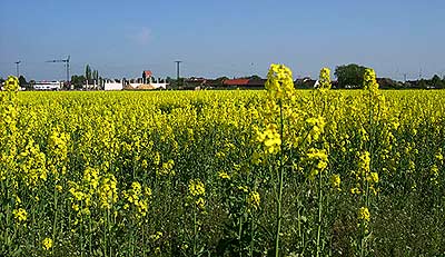Blick &uuml;ber bl&uuml;hende Rapsfelder 06/2005