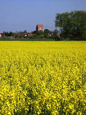 Kirche hinterm Raps 06/2005