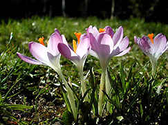 Krokusse