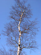 Ehle bei Biederitz im Winter